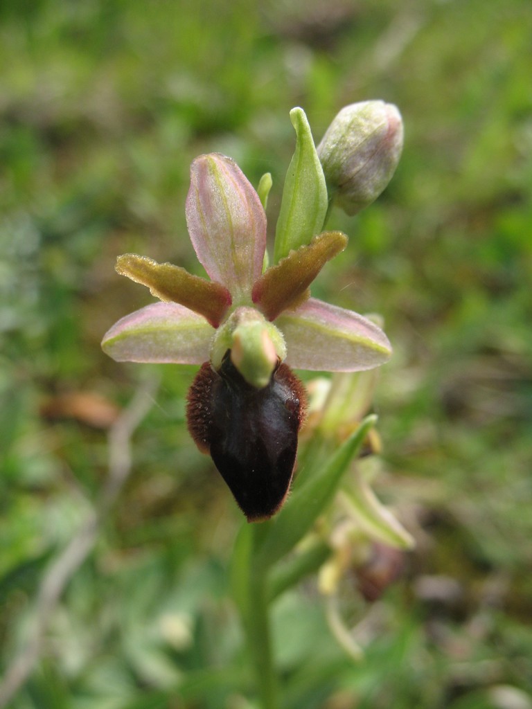 ophrys da determinare